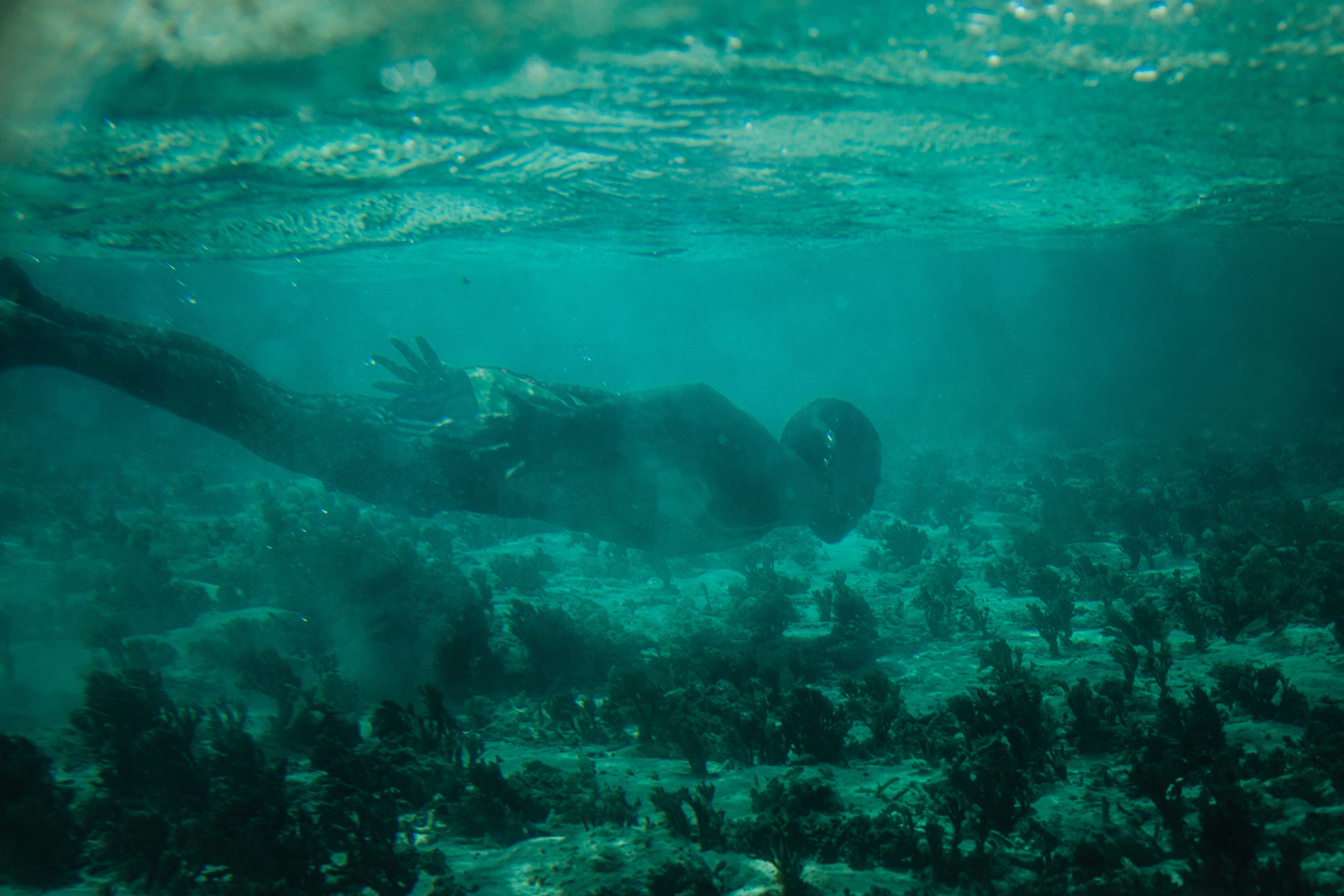 Swimmer exploring lush underwater landscape.